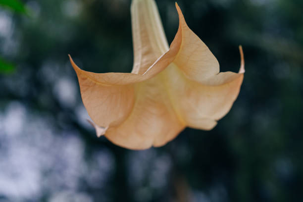 Golden Angel's Trumpet , Brugmansia aurea. High quality photo