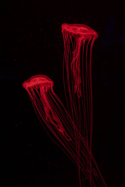 istock Two fluorescent jellyfish swimming underwater aquarium pool with red neon light. 2163961732