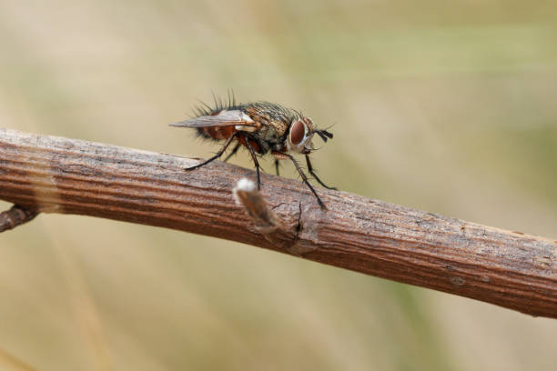 Stable fly or biting fly (Stomoxys calcitrans) perched on a twig in the Sierra de Mariola natural park