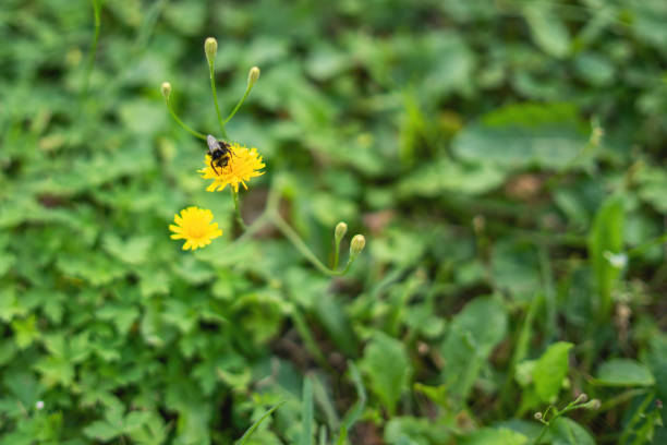 A bee is sitting on a yellow dandelion collecting nectar