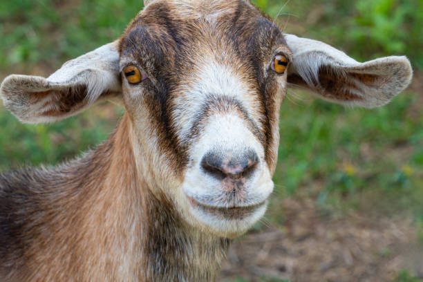 istock Young Goat Close to and Looking up at Camera 2163965867