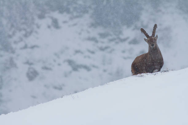 istock Alpine ibex in the snow 2163969052