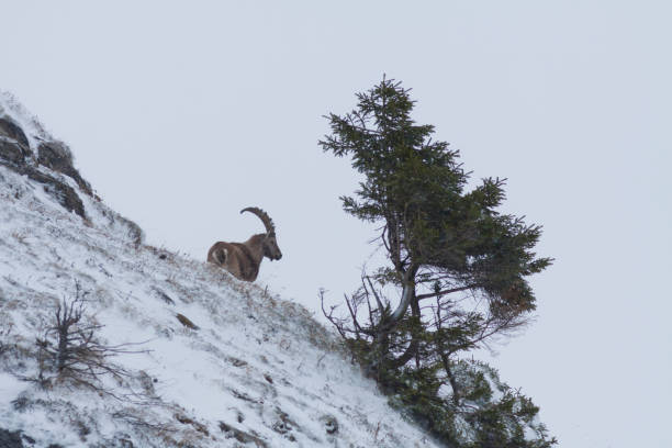 istock Alpine ibex in the snow 2163969062