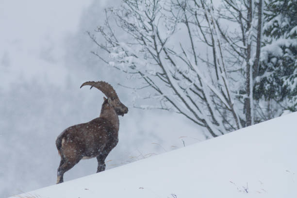 istock Alpine ibex in the snow 2163969106