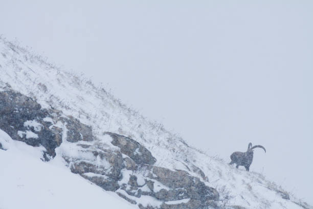 istock Alpine ibex in the snow 2163969180
