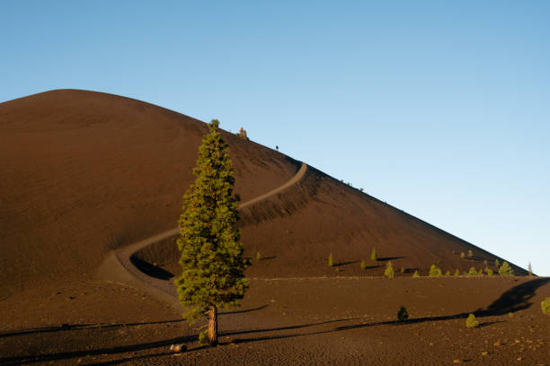 istock Single Tree Stands At The Start Of The Cinder Cone Trail 2163973348