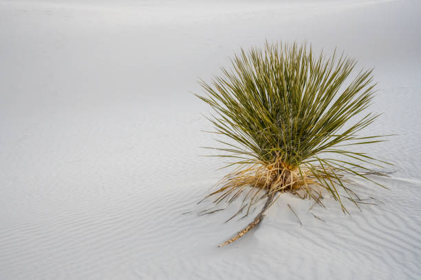 Single Yucca Grows In The Empty Dunes Of White Sands National Park