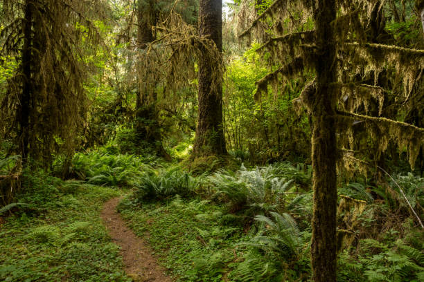 istock South Fork of the Hoh Winds through Magical Forest Light 2163973381