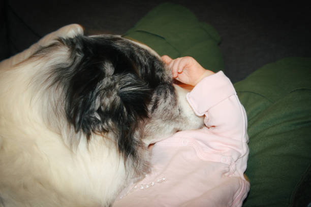 My Border Collie snuggling with our newborn daughter.