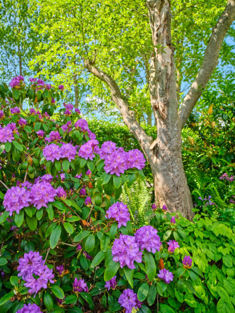 istock Rhododendron in my garden 2163974082