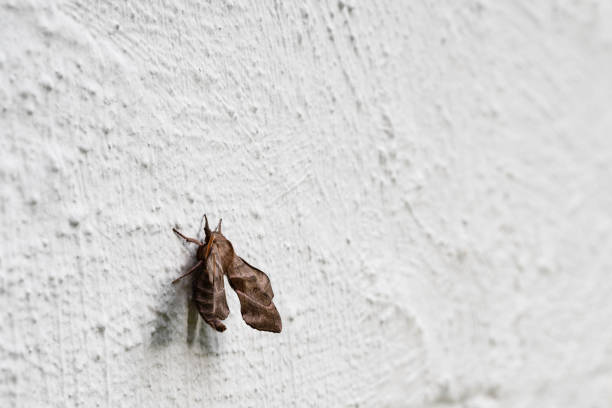 Side view of a Walnut sphinx moth on a white block wall.