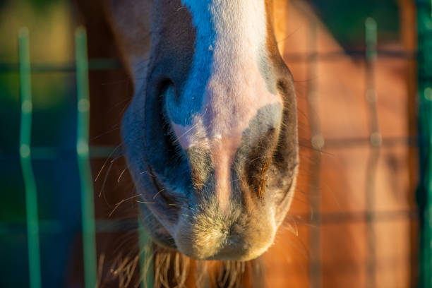 A close-up view of a horse's nose peeking curiously through the fence, capturing the essence of equine curiosity.