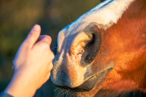 istock Gentle Connection: Woman's Hand Touching a Brown Horse's Nose 2163978173