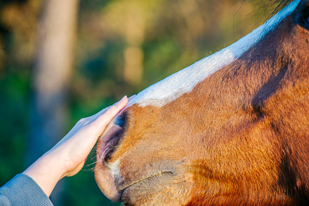 istock Gentle Connection: Woman's Hand Touching a Brown Horse's Nose 2163978216