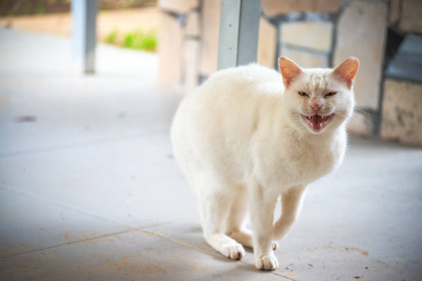 In a blizzard of fury, the white cat stands aggressively on the ground, ready for battle, hissing and snarling.