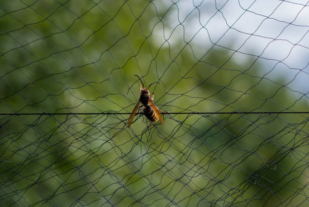 istock A bug resting on top of a wire with a backdrop of a forest 2163983764