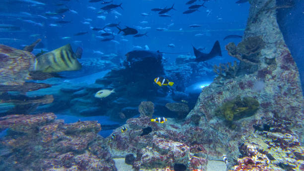 istock Seabed habitat 2163985386