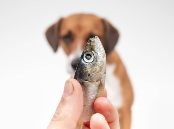 istock Hand holding fish with defocused dog on grey background. 2163988659