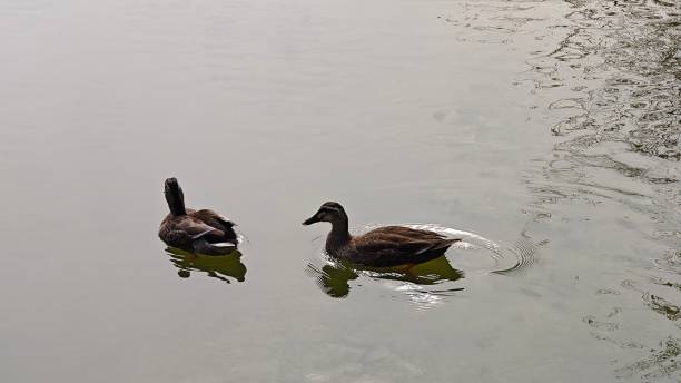 istock Mallard ducks in the lake 2163990341