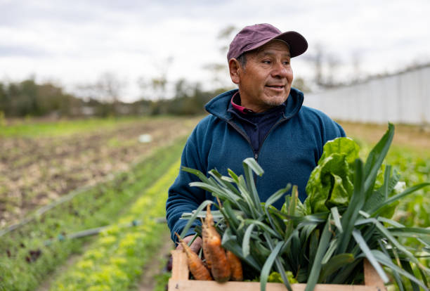 istock Farmer harvesting organic vegetables at his farm 2163990989