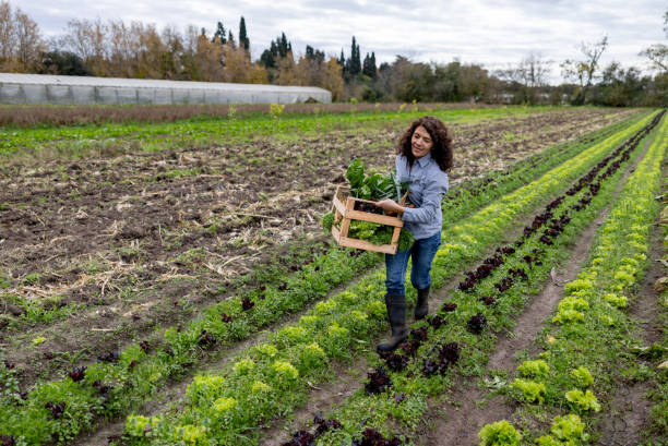 istock Farmer harvesting vegetables at her farm 2163991012
