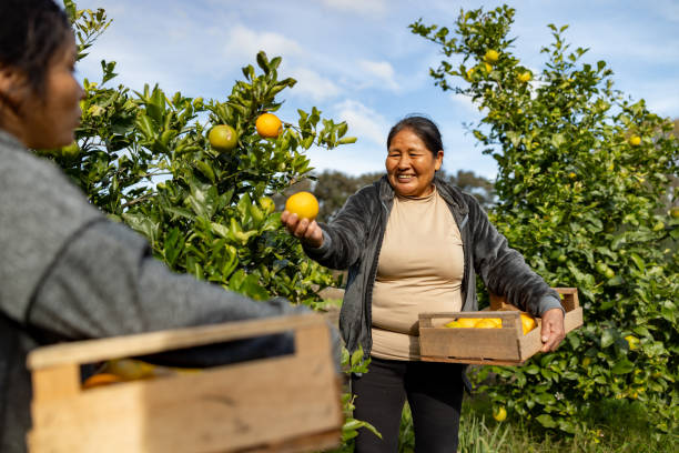 istock Latin American workers harvesting oranges at a plantation 2163991061