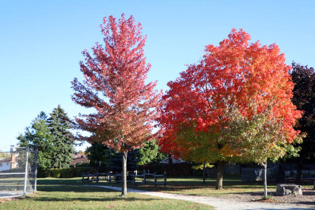 istock Colorful Autumn Trees in a Park 2163992751