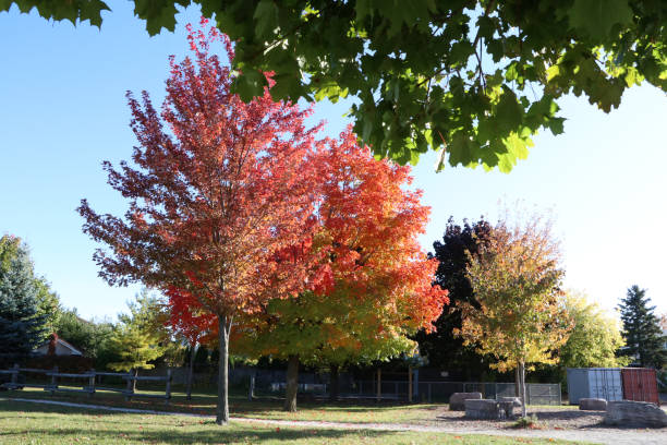 istock Colorful Autumn Trees in a Park 2163992752