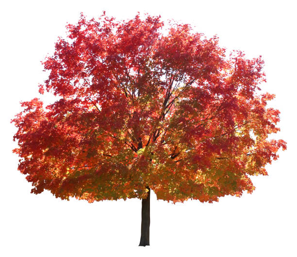istock Autumn Maple Tree with Red Leaves on White Background 2163992783