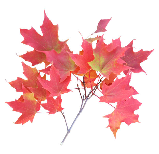 Vibrant Red Maple Leaves in Autumn White Background