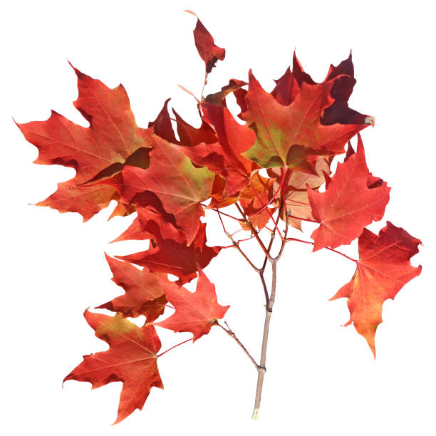 istock Vibrant Red Maple Leaves in Autumn White Background 2163992789