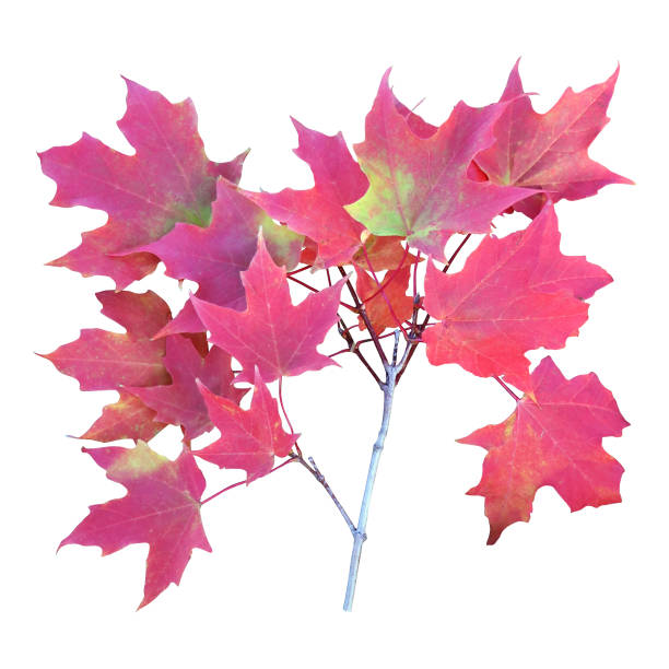 istock Vibrant Red Maple Leaves in Autumn White Background 2163992790