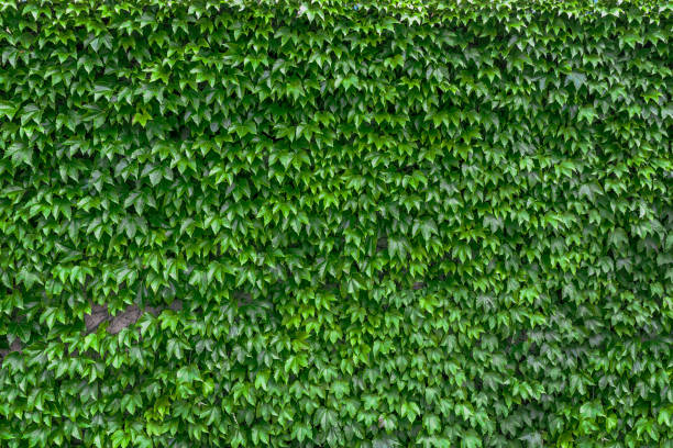 istock Green Ivy wall. Leaves wall texture background. 2163992962
