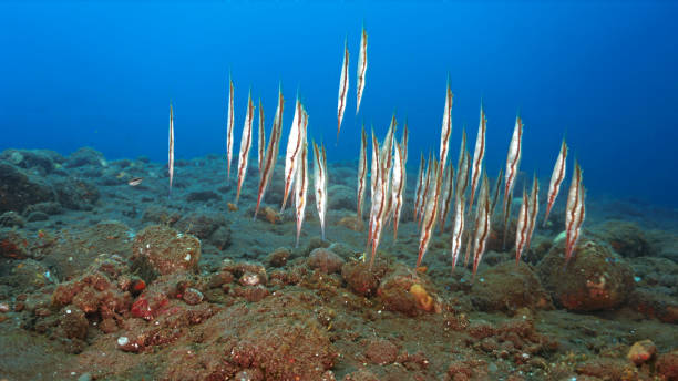 istock School of shrimp fish over the black volcanic sand bottom 2163994892