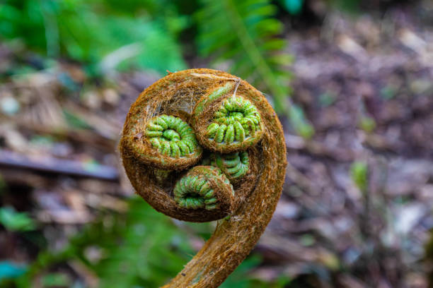 istock Hapuu Fern Fronds (Cibotium glaucum) on Makaula O Oma Trail 2163994932
