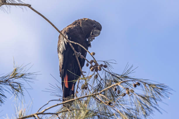istock Glossy Black Cockatoo 2163995334