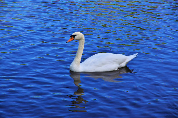 Potsdam, Germany - 15 Sep 2015: The swan in Potsdam park, Germany