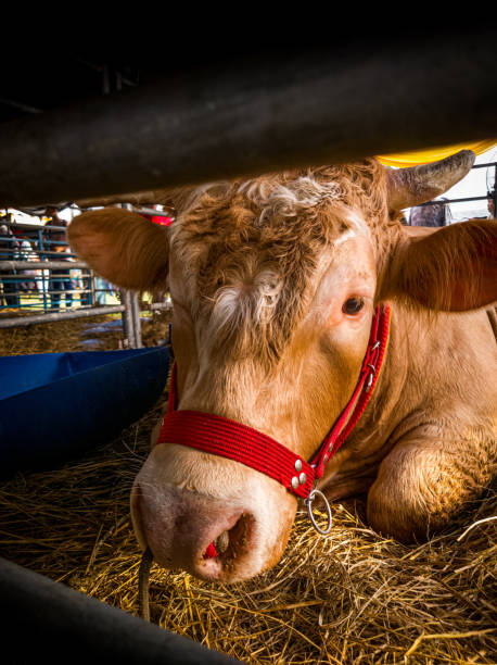 istock Simmental Cow Resting at the Fair 2164000115