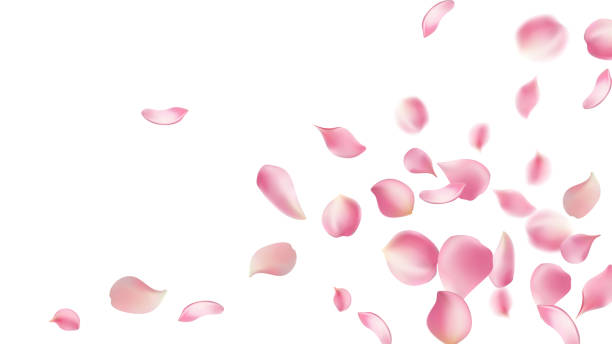 istock Rose petals or sakura flying petals, romantic background with realistic pink cherry flower petals flow or falling motion. Love, romance, floral spring season,cherry blossom 2164000399