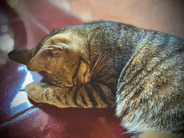 Relaxing Cat on Red Floor,Enjoying Free Time at Home,Blur Background