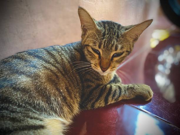 Relaxing Cat on Red Floor,Enjoying Free Time at Home,Blur Background
