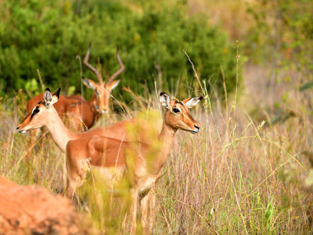 Impala antelope in Pilanesberg National Park.
