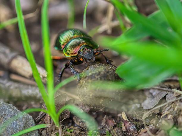 Working insects