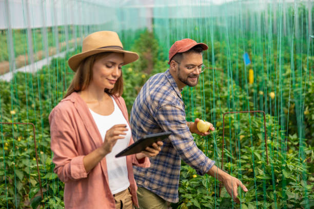 istock farmers work in greenhouses and use digital tablet 2164005774