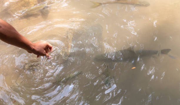 istock A man catches fish with his hands in a pond 2164005812