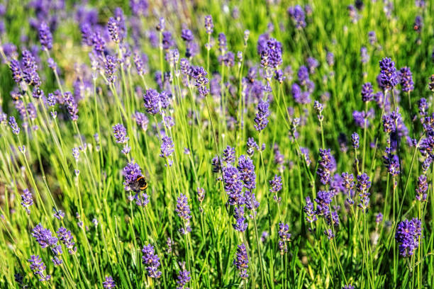 istock Bee sitting on lavender flowers, nature background 2164006629