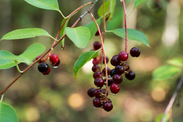istock Prunus serotina, wild black cherry berries closeup selective focus 2164007006