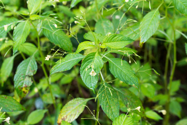istock Small balsam, 
Impatiens parviflora yellow flowers closeup selective focus 2164007007