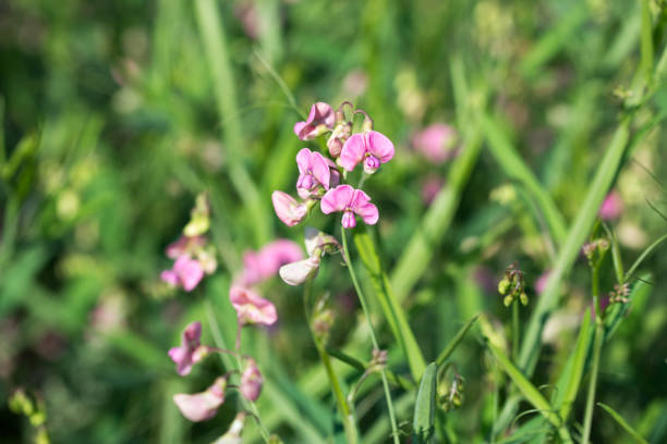 Flat pea, \nLathyrus sylvestris meadow flowers closeup selective focus