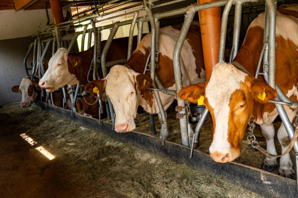 istock Animal husbandry: spotted dairy cows are tied up in a row in the stable 2164008769